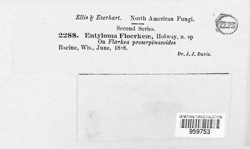 Entyloma floerkeae image